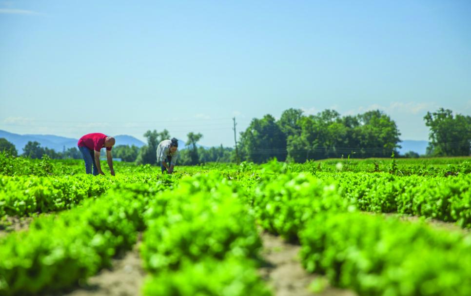 Agri work