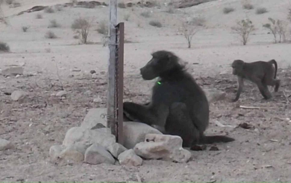 Baboons and Self-Recognition: A Study in Namibia