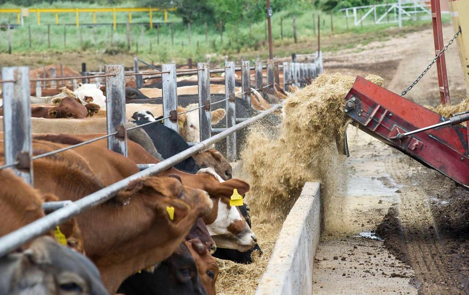 Cattle getting fodder at Okapuka feedlot near Windhoek