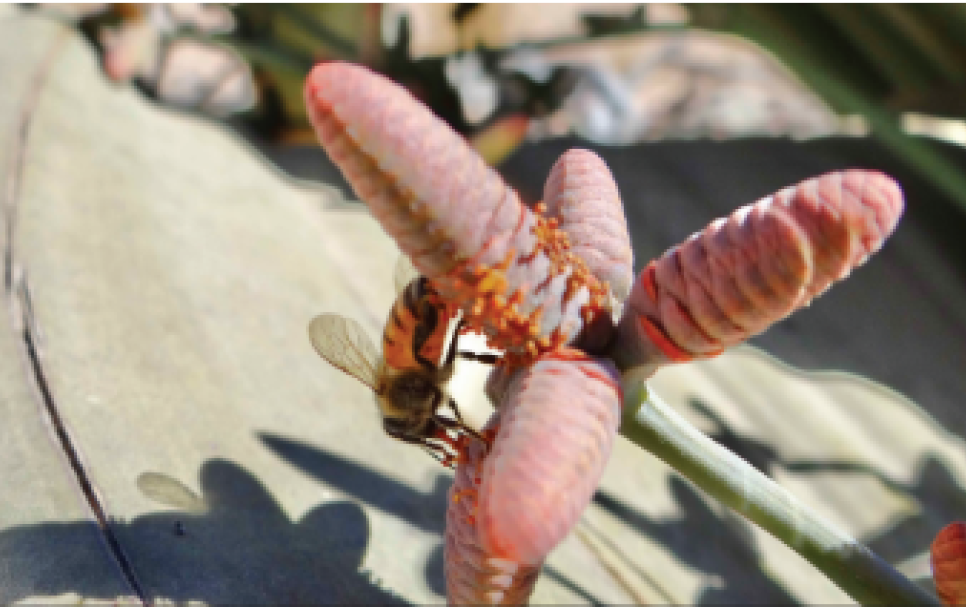 A bee on a Welwitschia, taken by former Minister of Agriculture, Calle Schlettwein