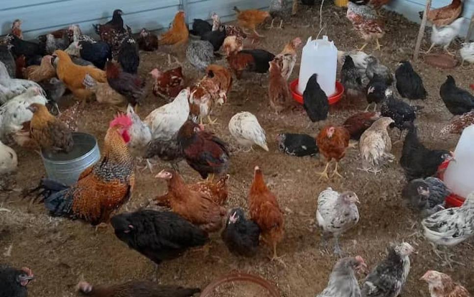 JNJ Perfect poultry farm
