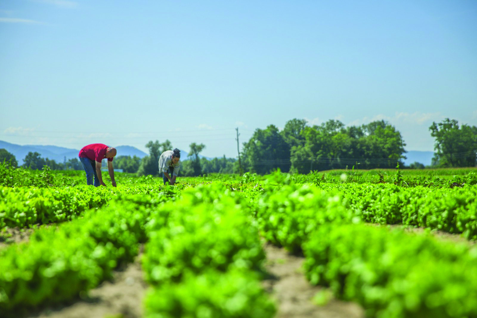 Agribank Gets N$77 Million for Drought Relief Subsidies agribank