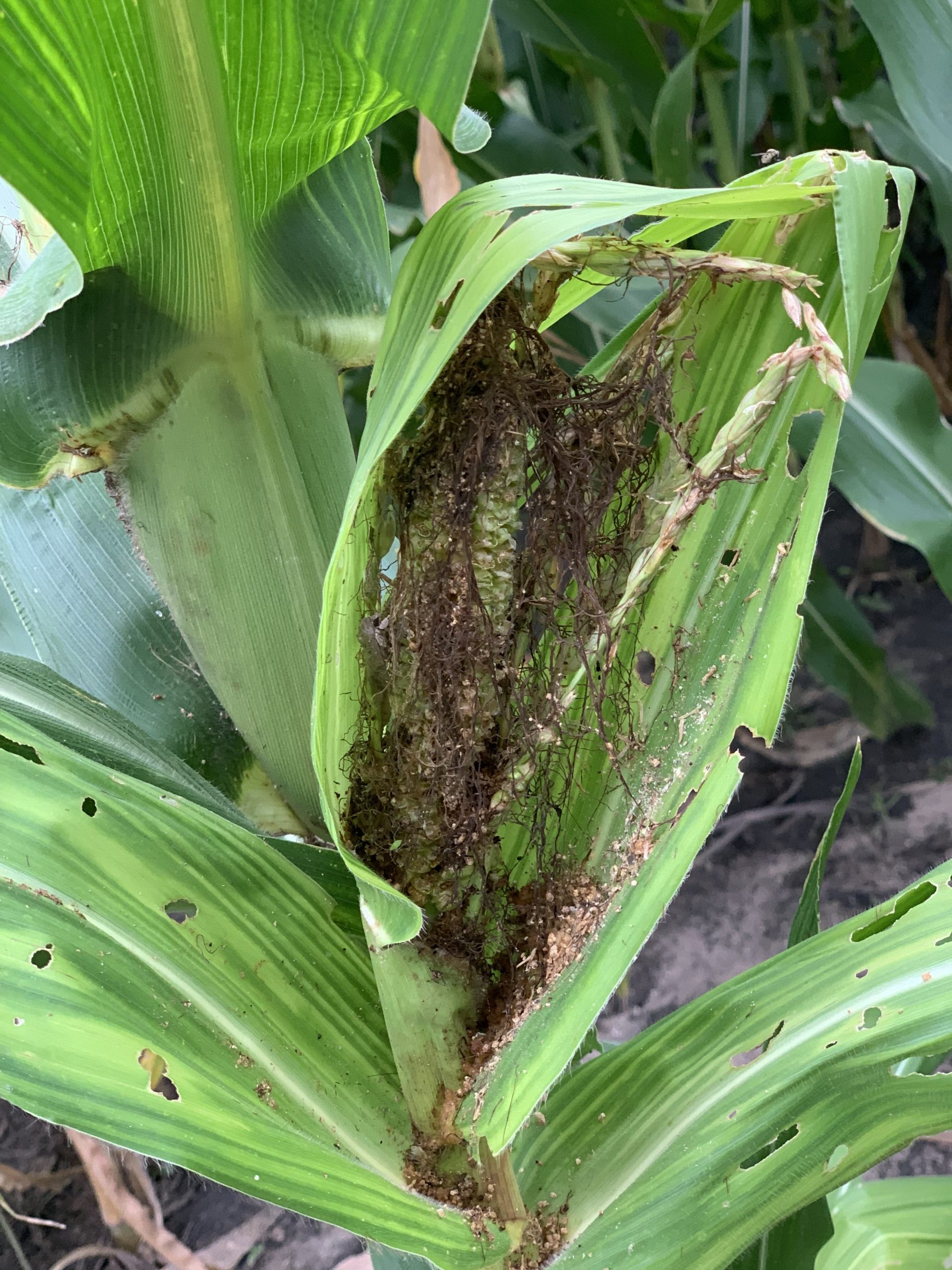 MAWLR aids fall army worm infestation mawlr-army-worm-infestation