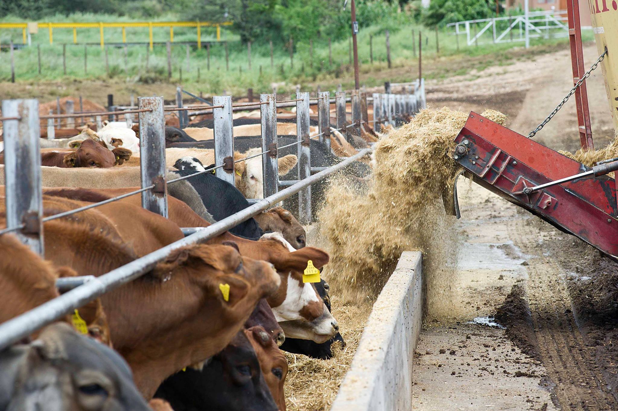 Nam’s feedlot dependence a challenge (…while climate change impacts grazing land and fodder availability) nam-s-feedlot-dependence-a-challenge2