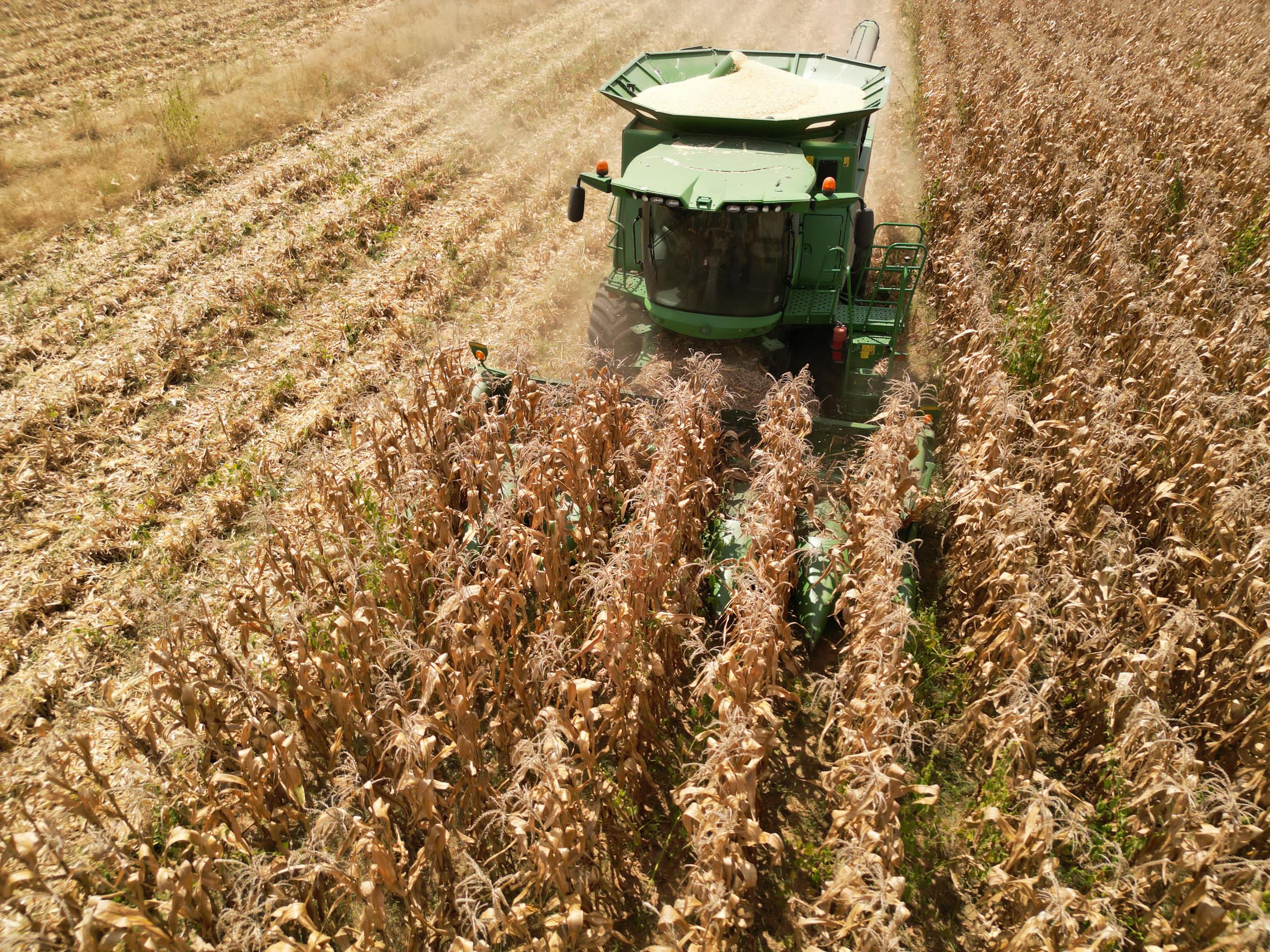 Govt green scheme first to harvest this season whatsapp-image-2025-04-02-at-5