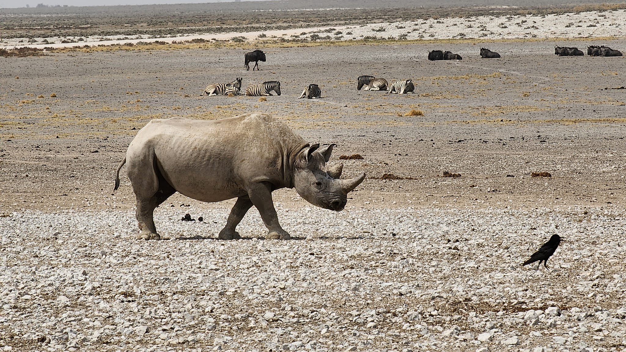 Ride for Rangers honours wildlife defenders black-rhino-namibia