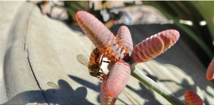 Namibian Beekeepers call for industry protection screenshot-2025-06-03-120553