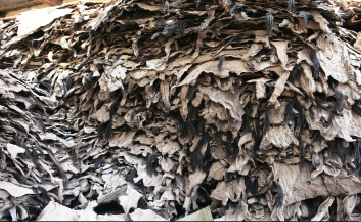 AU cracks down on donkey skin trade screenshot-2025-06-09-114545