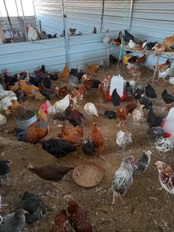 Poultry farmers blindsided by import decision whatsapp-image-2025-07-15-at-6