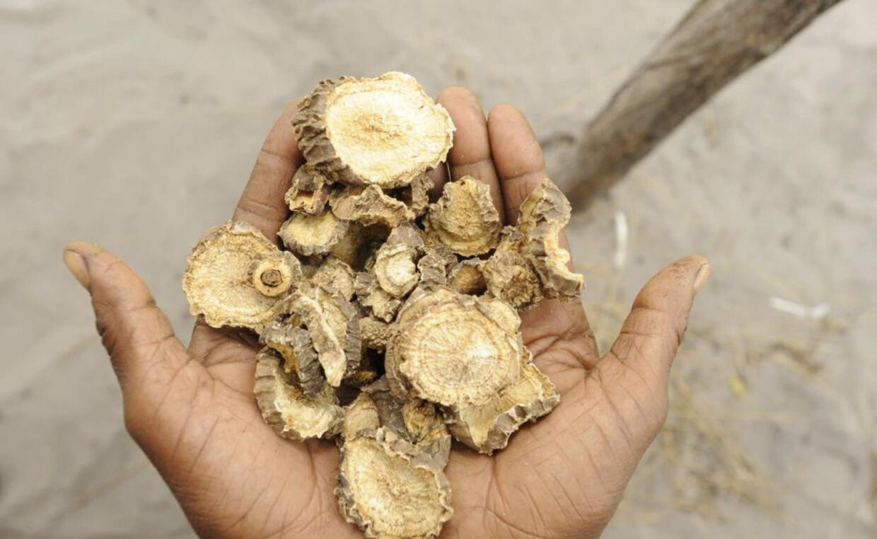 Zambezi women brew profits from devil’s claw dc_0