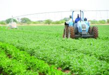 Namibia eyes regional edge in food processing