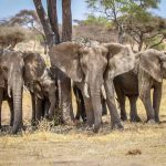 Oondjamba tadhi tsikile nokuyonagula moshitopolwa shaMusati