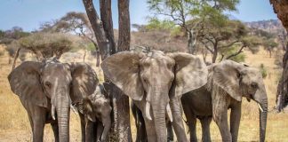 Oondjamba tadhi tsikile nokuyonagula moshitopolwa shaMusati