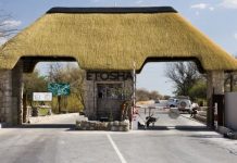 Partnership boosts Kunene wildlife populations