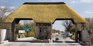 Partnership boosts Kunene wildlife populations