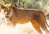 Big predators in trouble