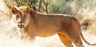 Big predators in trouble