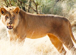 Big predators in trouble