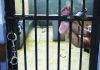 Accused spend up to 20 years awaiting trial