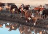 The effects of high temperatures on livestock, soil and plants