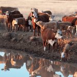 The effects of high temperatures on livestock, soil and plants
