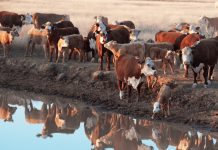 The effects of high temperatures on livestock, soil and plants