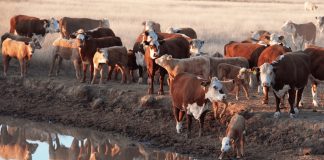 The effects of high temperatures on livestock, soil and plants